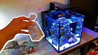 Rare Animal Added  Nano Reef Tank No Skimmer [upl. by Aleekahs612]