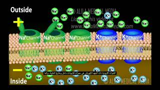 Action potential Animation جهد الفعل بشكل رسومات حركية رائعة [upl. by Eramal49]