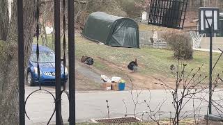 Turkeys in Archbald Pa Apr 6 2023 [upl. by Nwotna]