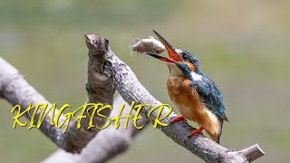 Kingfisher Sounds  Common Kingfisher  Sacred Kingfisher Call [upl. by Celin901]