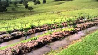 Permaculture  Water Harvesting  Full Swales [upl. by Palgrave797]