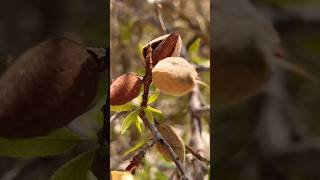 A new series of shorts Evidences around Mount Sinai First… almonds mountsinai saudiarabia [upl. by Kerin]