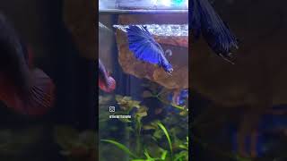 bettafish bettafishbreeding betta thebettafarmja thebettafarm [upl. by Forta]