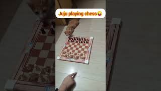 Juju angry bird 🐦 🤬🤬 ban gya catlover viralvideo funny [upl. by Cora486]