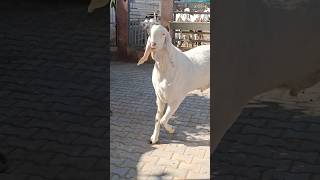 arman goat farm animals farming ytshorts sojatgoatfarm sojatbakre palaisetup [upl. by Elik]