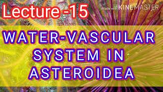 ASTEROIDEA  WATER VASCULAR SYSTEM [upl. by Serles346]