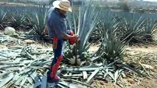 agave plant harvesting video [upl. by Neerehs364]