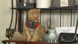 Ways to Stop Cats From Climbing on Furniture amp Breaking Stuff  Cat Care Tips [upl. by Adekan]