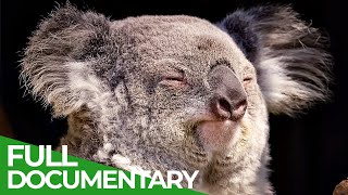 Wildlife  Just Marsupials  Free Documentary Nature [upl. by Hna373]