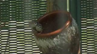 スズメ 天王寺動物園 Sparrows at Tennoji Zoo Osaka Japan [upl. by Veronike840]