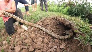 Team Of Brave Hunters Help One Young Girl Escape The King Cobras Nest [upl. by Ehcnalb]