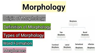 Morphology  Word Formation in Morphology  Morphemes  Types of Morphemes  Syntax vs Morphology [upl. by Meeks99]