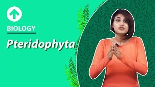 Pteridophyta  Diversity In Living Organisms  Biology  Class 9 [upl. by Annoya]