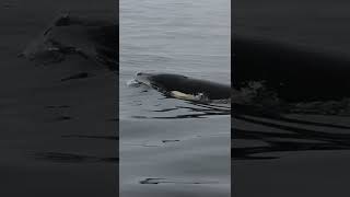 Killer Whale Catches bird on the surface [upl. by Elenore]