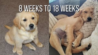 Life With A Golden Retriever  Puppy From 8 Weeks To 18 Weeks [upl. by Giza]