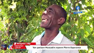 Sitwayen sa kase met nan men Pierre Esperance pou Muscadin li akize kòm kwa Kris la bay Muscadin zam [upl. by Enalb]