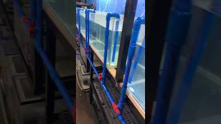 diy automatic siphon system for multiple aquarium [upl. by Thisbee]