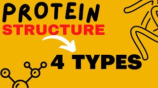 Protein Structure  Primary  Secondary  Tertiary  Quaternary  Structure of Protein [upl. by Neil]