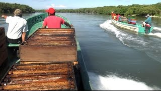 Miel de Mangle en el Golfo de México [upl. by Notsirk]