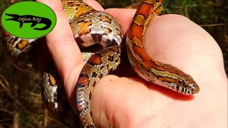 Worlds Friendliest Snake  Corn Snake [upl. by Wilkison]