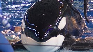 One Ocean Full ShowFull HD July 25 2015 530pm  SeaWorld San Antonio [upl. by Thalia237]