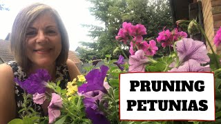 Pruning Petunias  Trimming Back Leggy Annuals [upl. by Noxin961]