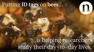 IDs for bees Tracking bumble bee behaviour [upl. by Einttirb]