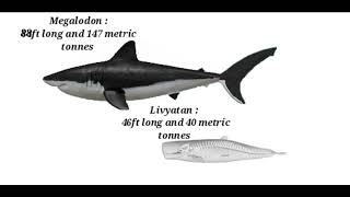 Megalodon and Livyatan revamped size comparison [upl. by Nylassej]