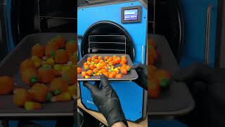 Magically Freeze Drying Candy Corn And Candy Pumpkins [upl. by Heloise790]