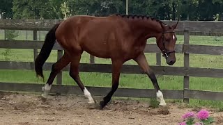 Qrescenda ESH  2022 Hanoverian Mare  QreditDonatelli [upl. by Anial230]