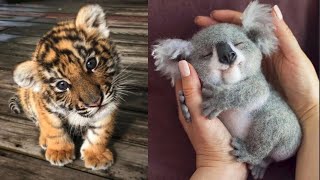 Cute Baby Animals Videos Compilation  Funny and Cute Moment of the Animals 14  Cutest Animals [upl. by Haraz]