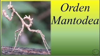 Orden Mantodea BIOPEDIA [upl. by Yeca]