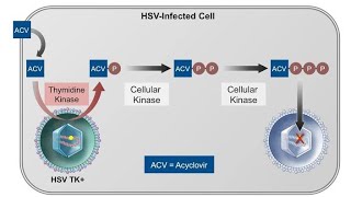 Pharmacology of Acyclovir Antiviral drug Mechanism of action clinical uses and side effects [upl. by Euqinemod]