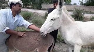 Donkey Mating With Pig 🐖😮 Donkey Breeding Horse Mating Videos [upl. by Adidnere]