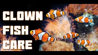 Everything you need to know about keeping CLOWNFISH in a HOME AQUARIUM [upl. by Airpal]