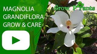 Magnolia grandiflora tree  growing amp care shade tree [upl. by Nylitak805]