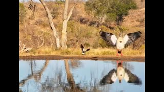 Kudu Get A Fright From A Nonchalant Goose [upl. by Ylrebme]