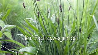 Der Spitzwegerich  Viriditas HeilpflanzenVideo [upl. by Aldarcy]