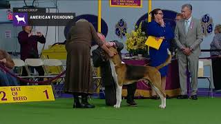 American Foxhounds  Breed Judging 2019 [upl. by Seligmann82]