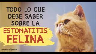 ¡QUE HACER PARA QUE TU GATO NO SUFRA POR LA ESTOMATITIS FELINA [upl. by Ribaudo]