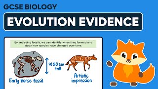 Evidence for Evolution  GCSE Biology [upl. by Tullusus]