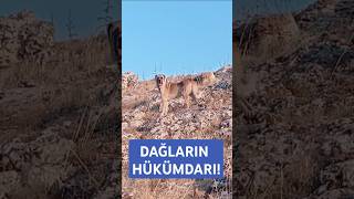 Kurda karşı her an tetikte keşfet kangaldog köpek kangal kangalpuppy kangaltr [upl. by Ayadahs345]