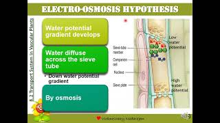 Biology STPM Translocation Hypothesis Electroosmosis Cytoplasmic Streaming amp Peristaltic Wave [upl. by Kcarb]