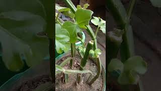 hadjod plant 🌱 gardening plants garden shortvideo nature viralvideo terracegarden care [upl. by Latoye]