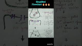 Nicotinic Acetylcholine receptor 🔥mechanism flowchart in just under 60 sec 💯🔥🔥🔥neurophysiology [upl. by Lauralee]