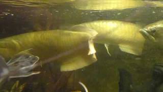 Monster Silver Arowana eats Bird [upl. by Clayson]