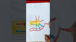 How to draw gaseous exchange in alveoli Simple diagram of alveoli step by step alveoli diagram [upl. by Etteyafal]