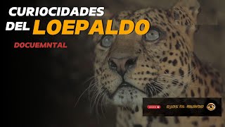 Curiosidades del Leopardo Salvaje Documental curiosidades [upl. by Mourant882]