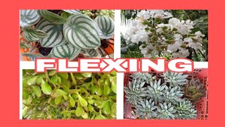 HOMEGARDENING ll BUY MEDICINE FOR MY THYROID ll FLEXING DIFFERENT PLANTS [upl. by Candida106]