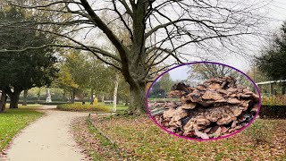 Als reuzenzwam niet wordt verwijderd verdwijnt honderd jaar oude beuk uit Julianapark [upl. by Nisse144]